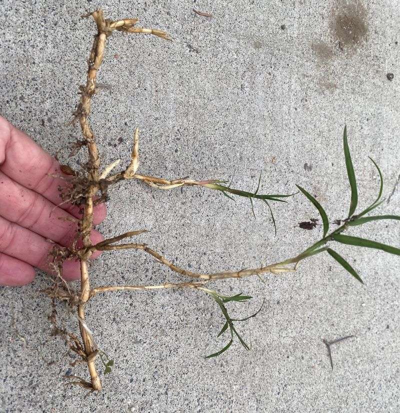 Bermuda Grass