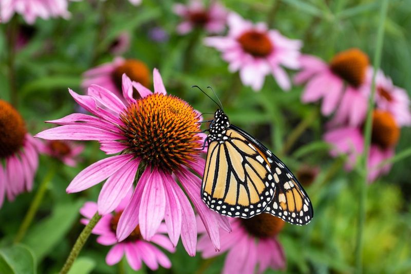 Coneflower