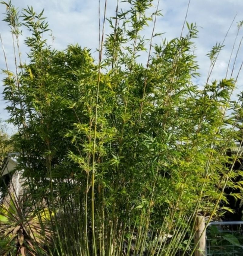 Bamboo