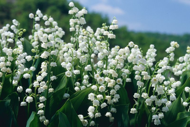 Lily of the Valley: Toxic Temptation