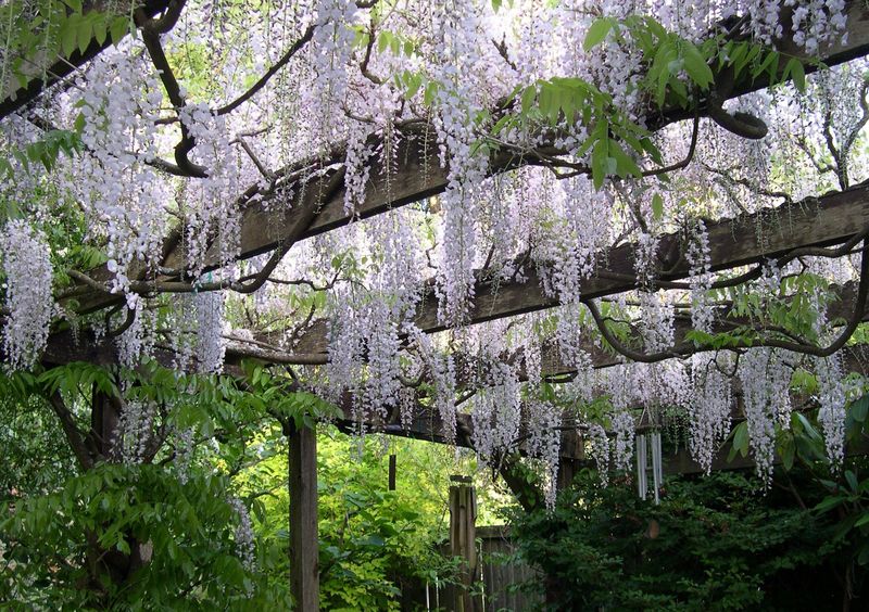 Wisteria's Crushing Embrace