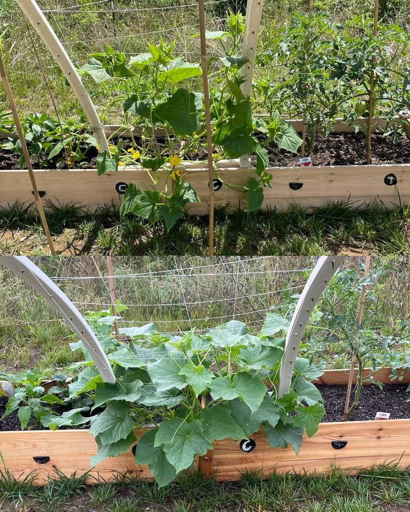 Succession Pruning