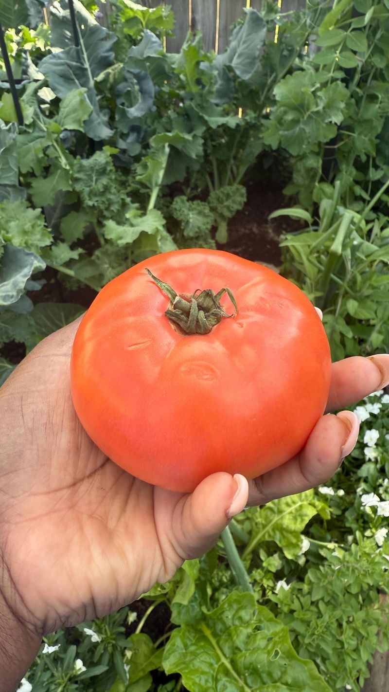 Early Girl: Quick Harvest for Impatient Gardeners