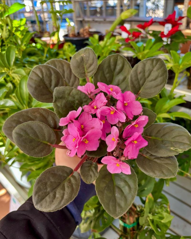 African Violet Babies
