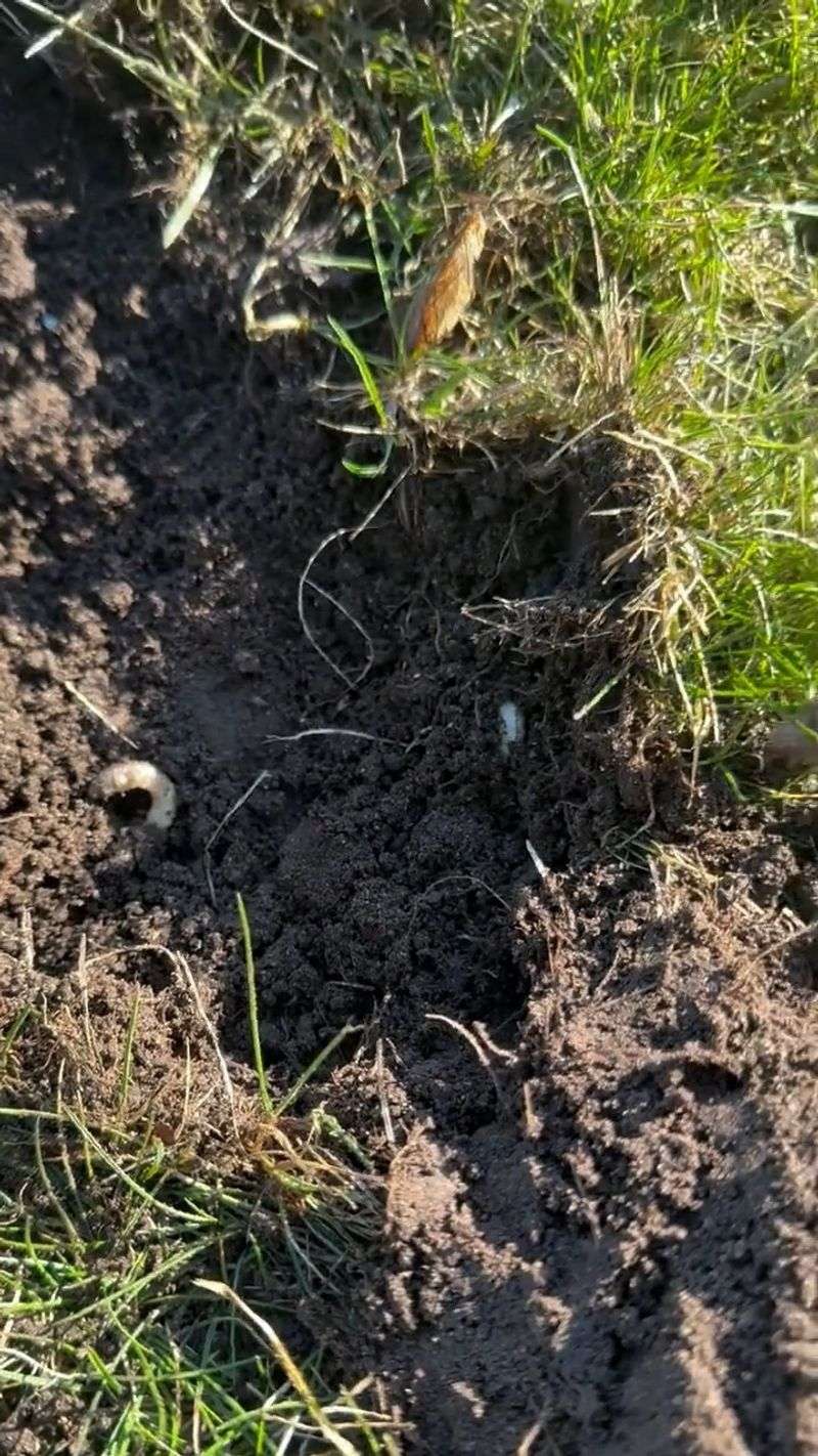 Grub Damage