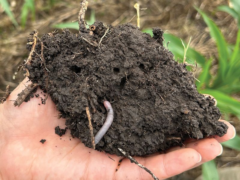 Earthworms Absent When Digging