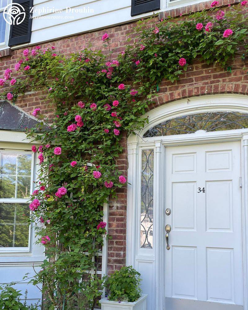Climbing Roses