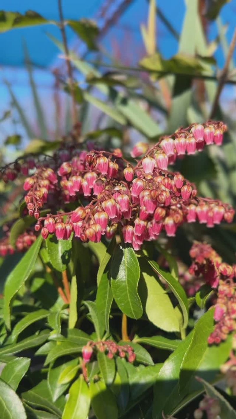 Japanese Pieris: Four-Season Shade Star