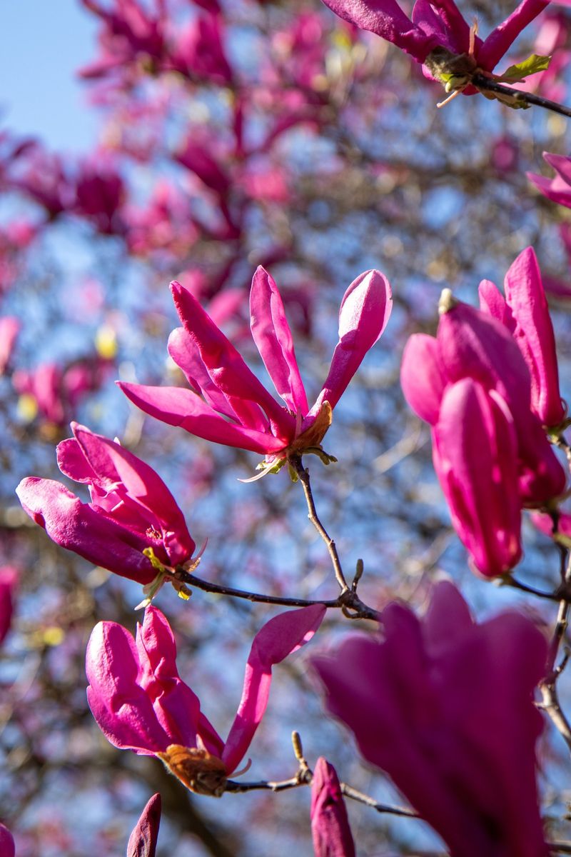 Magnolia 'Ann'