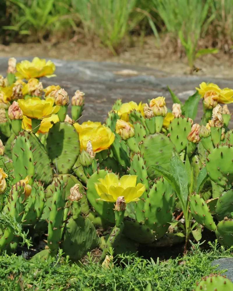 Eastern Prickly Pear