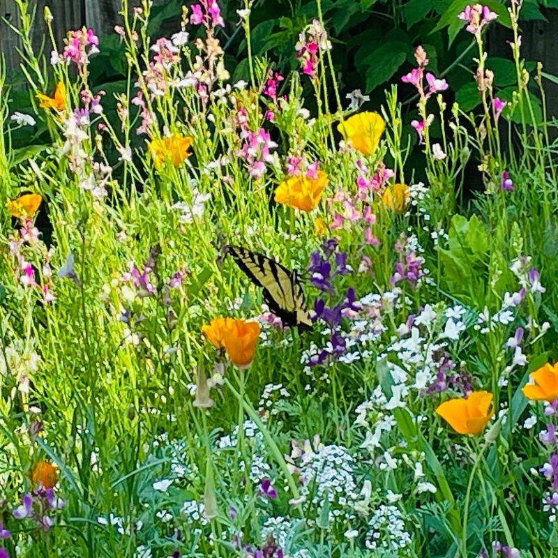 Micro Meadows