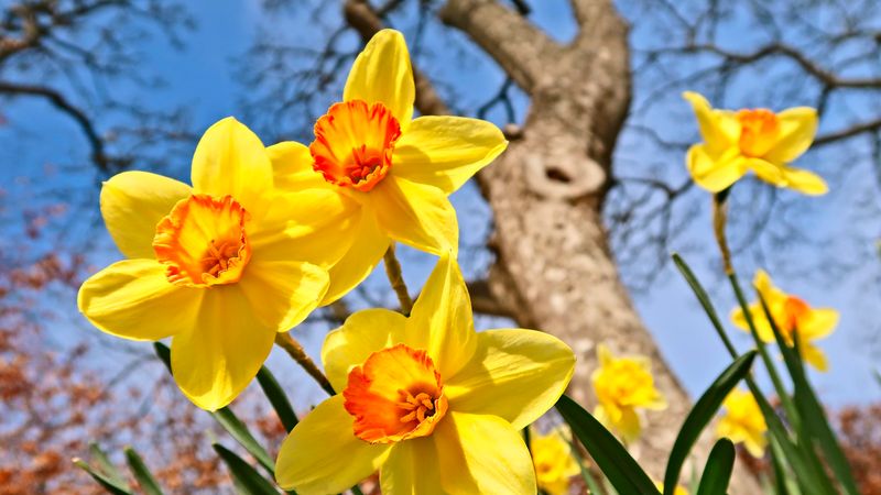 Removing Spent Flowers Incorrectly