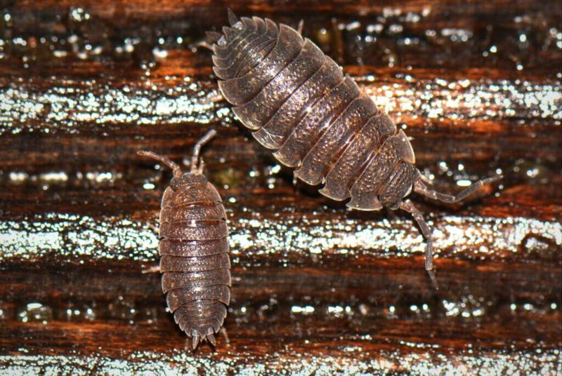 Woodlice Repellent