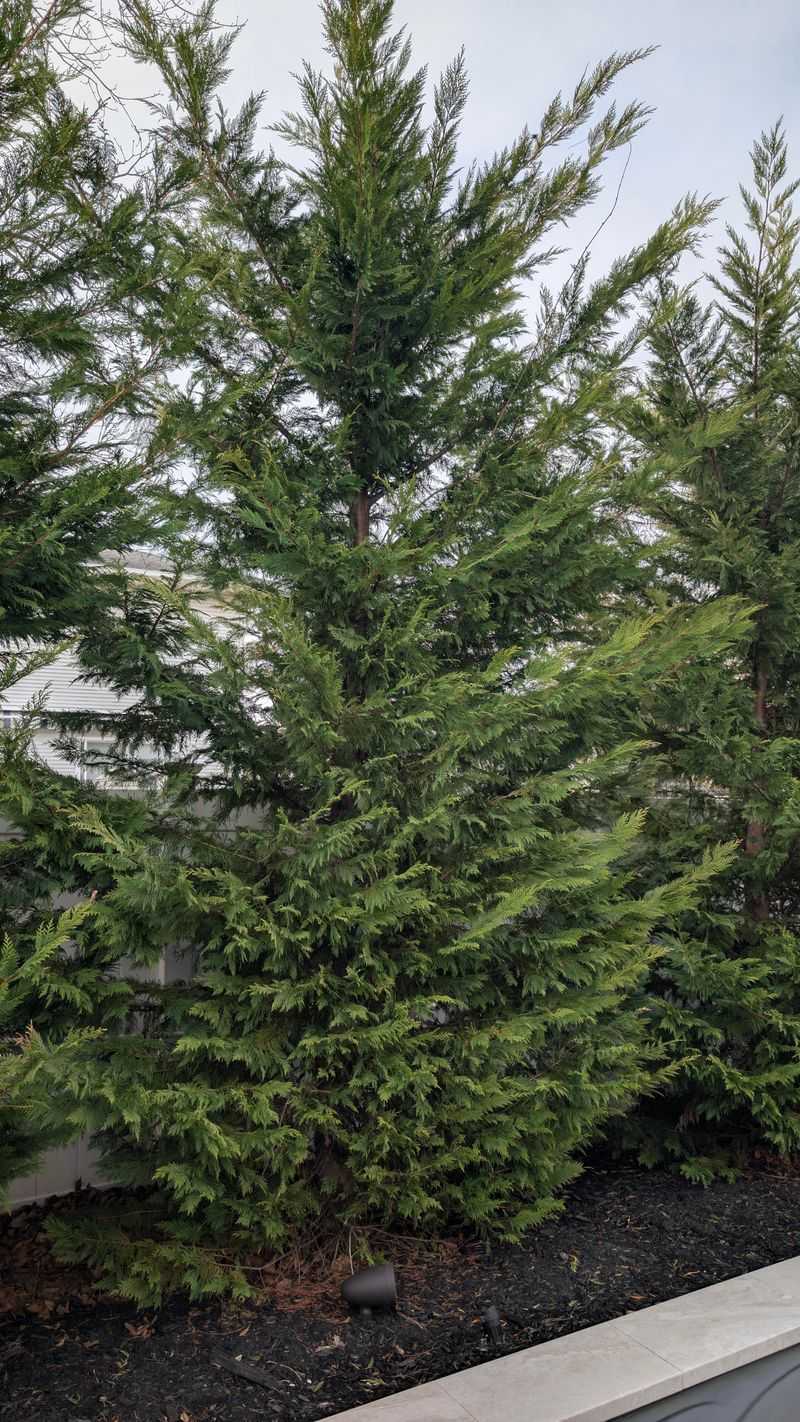 Leyland Cypress: Fast-Growing Disappointment