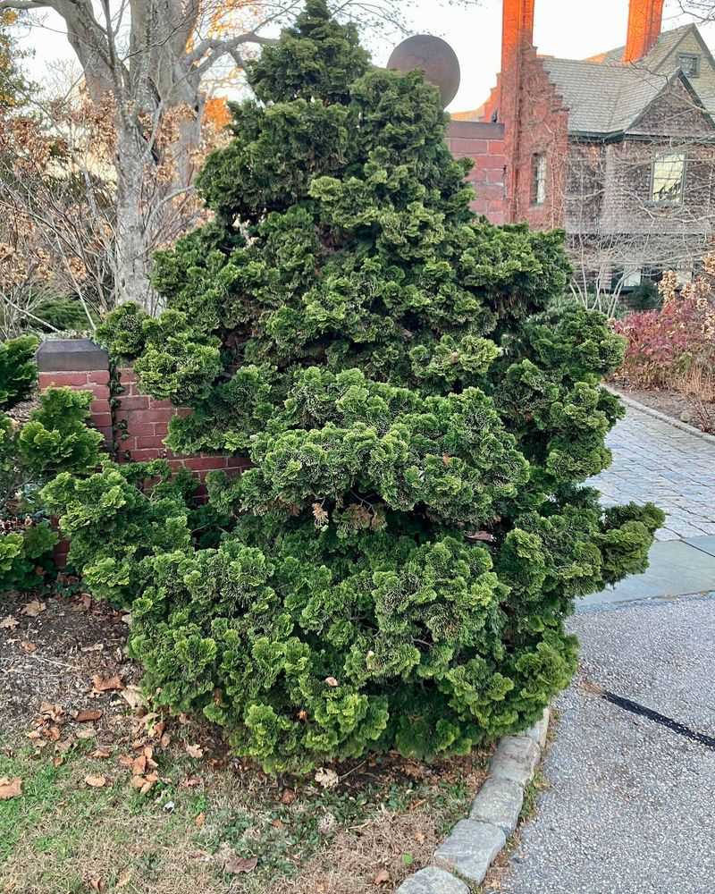 Dwarf Hinoki Cypress
