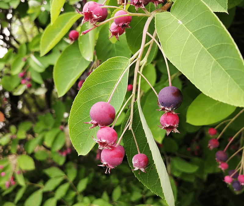 Serviceberries: The Four-Season Stunners