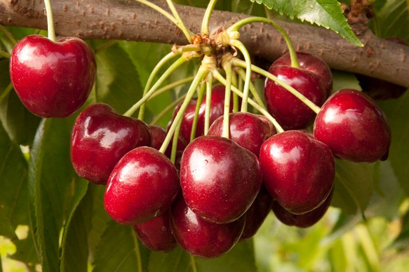 Cherries