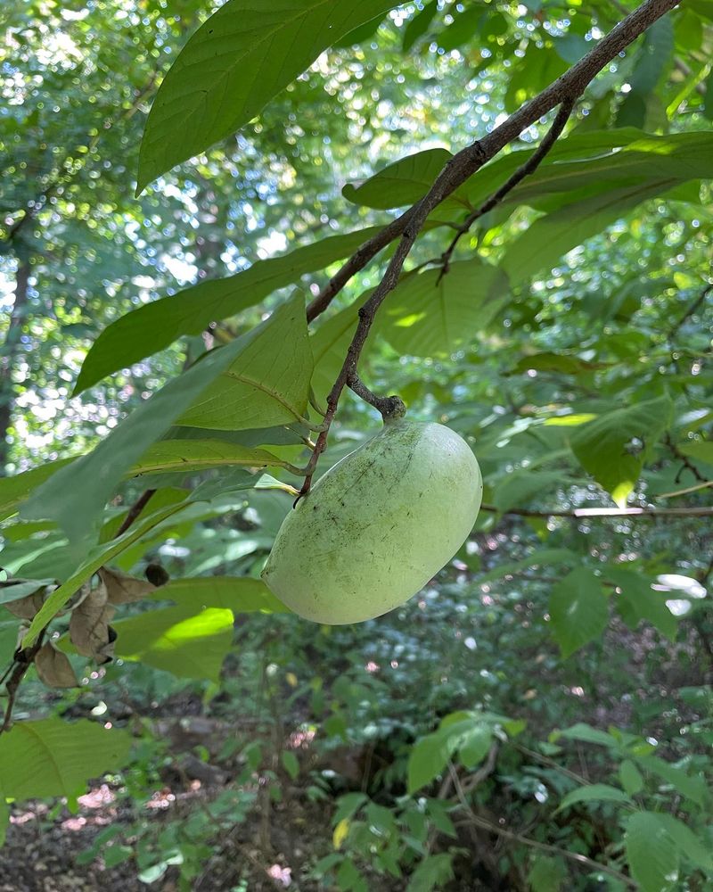 Pawpaw Trees: America's Forgotten Fruit