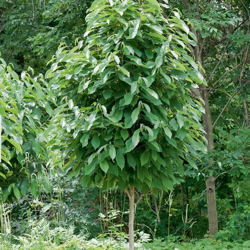 Pawpaw Trees