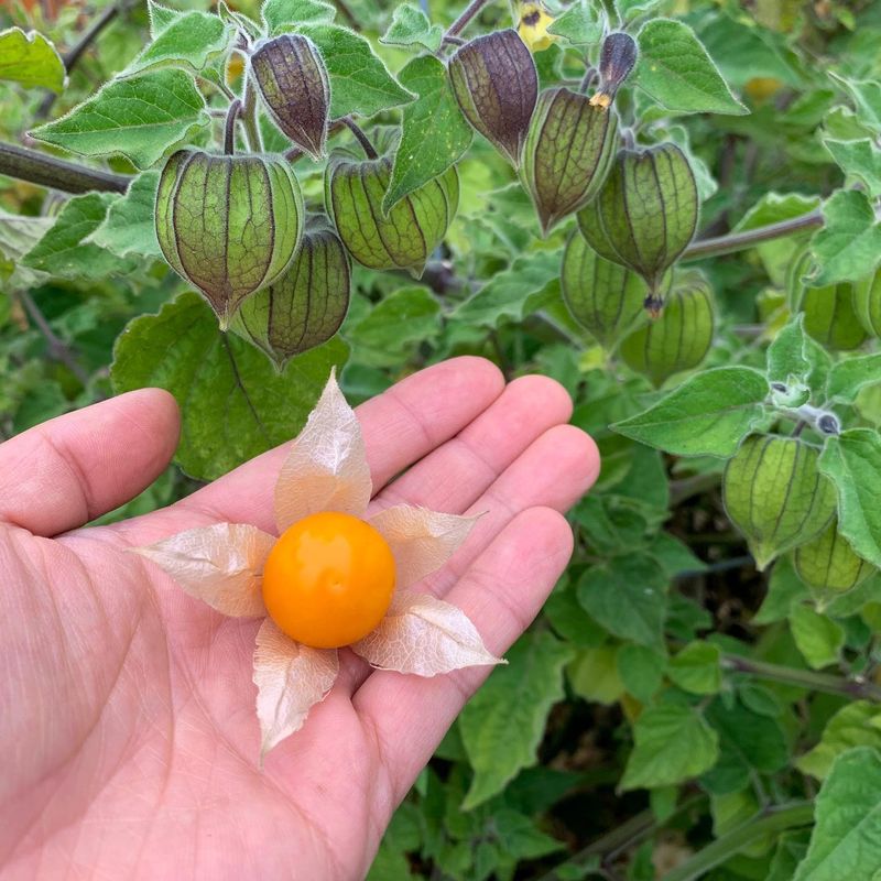 Ground Cherry