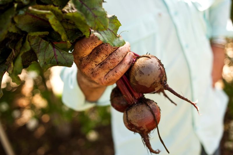 Try Succession Planting For Continuous Harvests