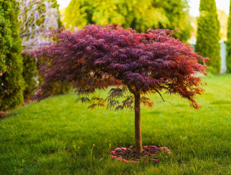 Shallow-Rooted Trees