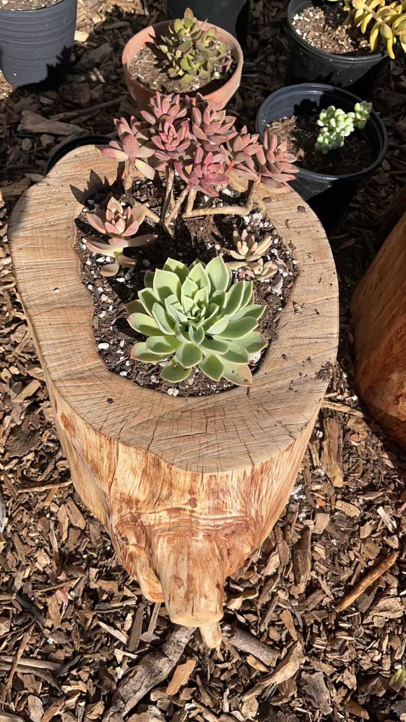 Succulent Log Planter