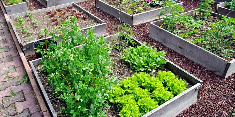 Practice Crop Rotation