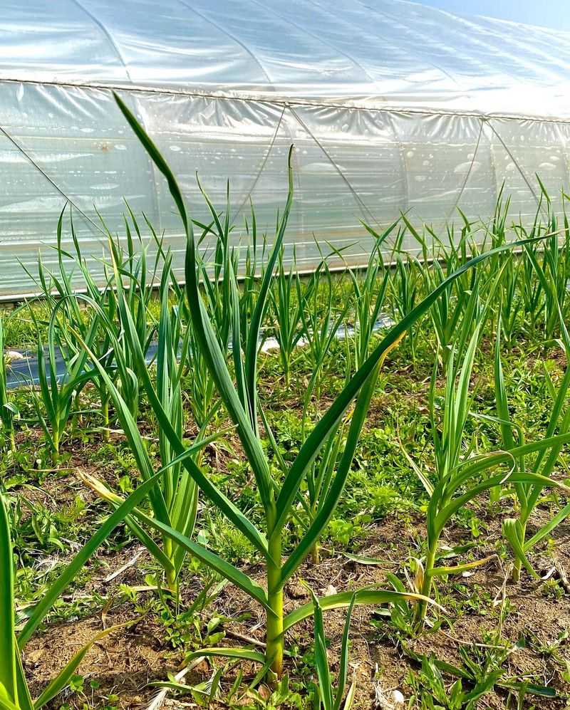 Rotate Your Crop Location