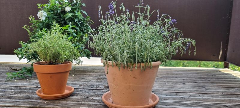 Use Terracotta Pots For Container Growing