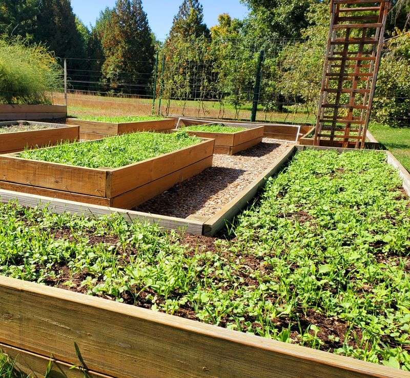 Grow Cover Crops During Off-Seasons