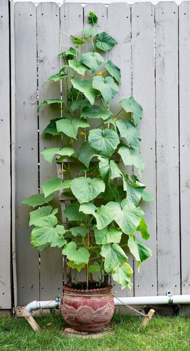 Prevent Disease with Good Air Circulation