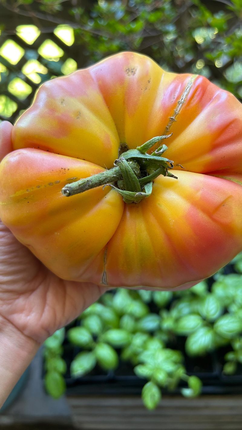 Monitor and Manage Pests Naturally
