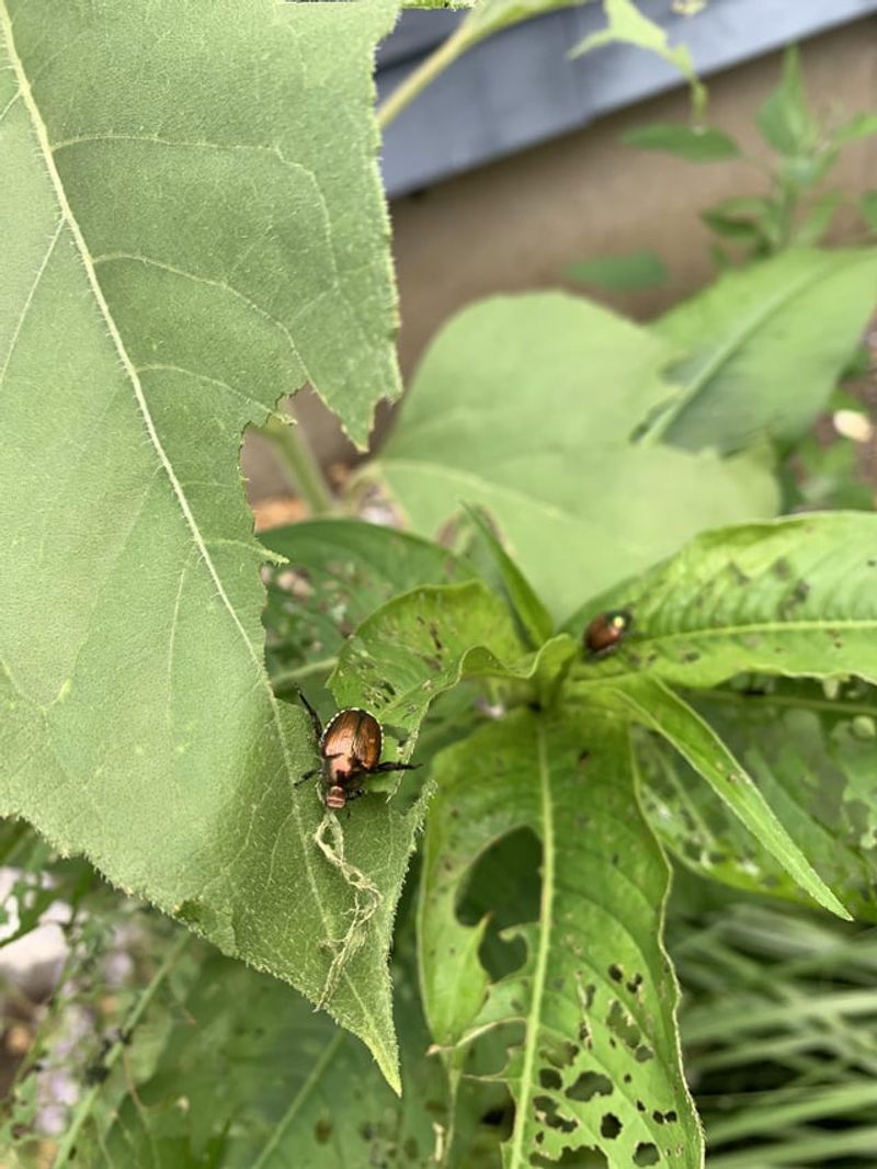Protect from pests