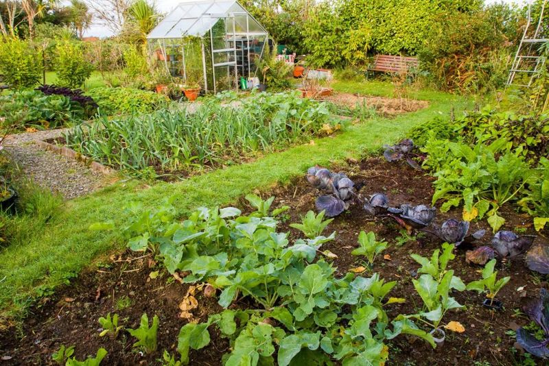 Rotate Crops Yearly