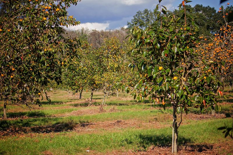 Mulching Benefits And Methods