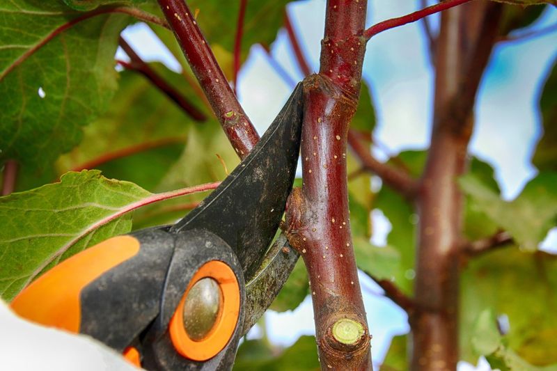 First Year Pruning Approach