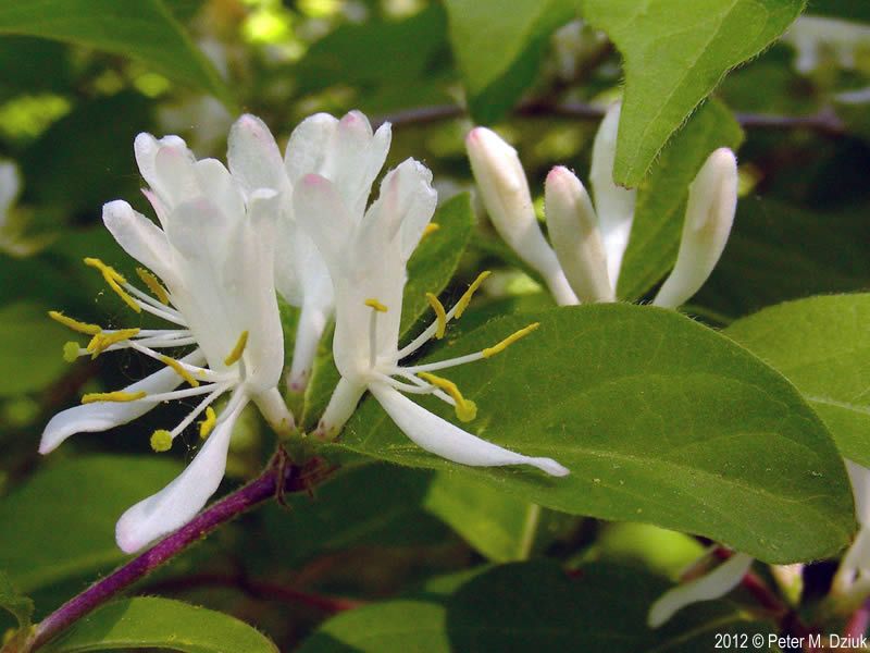 Amur Honeysuckle (Lonicera maackii)