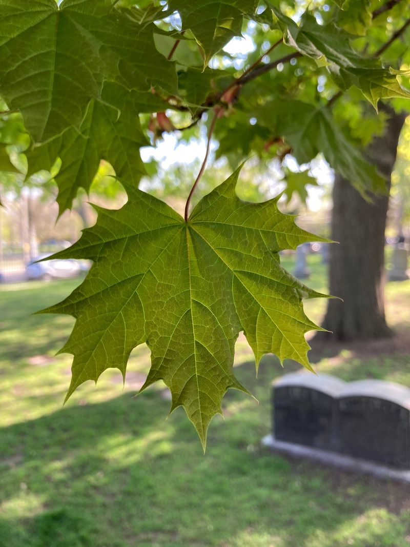 Norway Maple's Shady Business