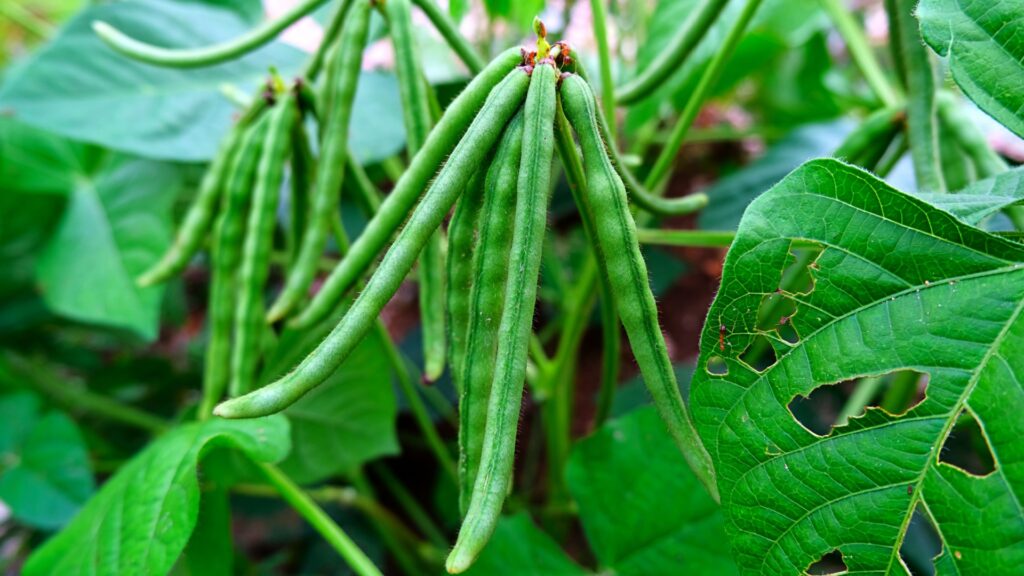 mung beans