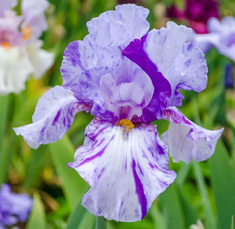 Bearded Iris: Ruffled Rainbow Elegance