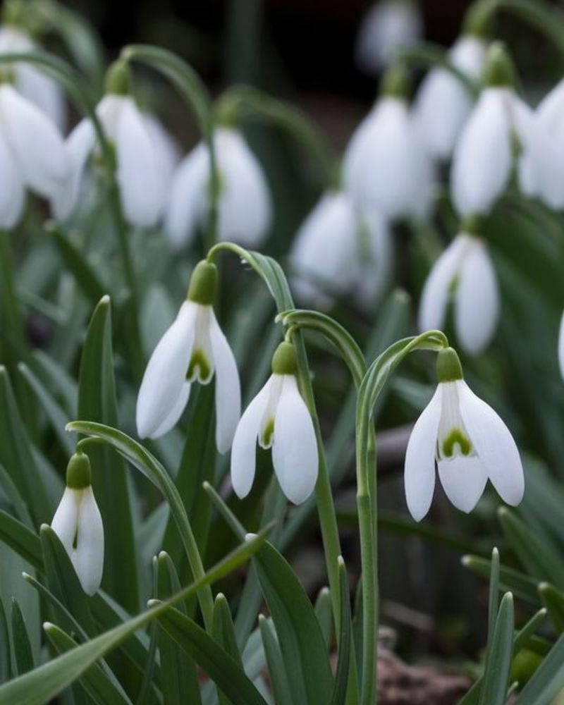 Snowdrops