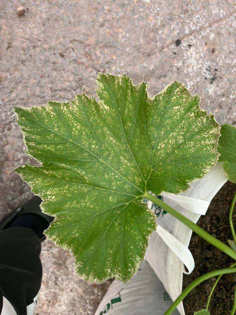 Leaf Blight