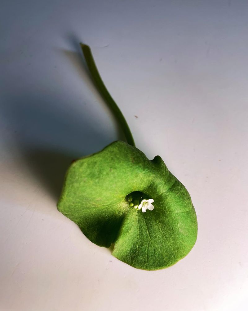 Claytonia