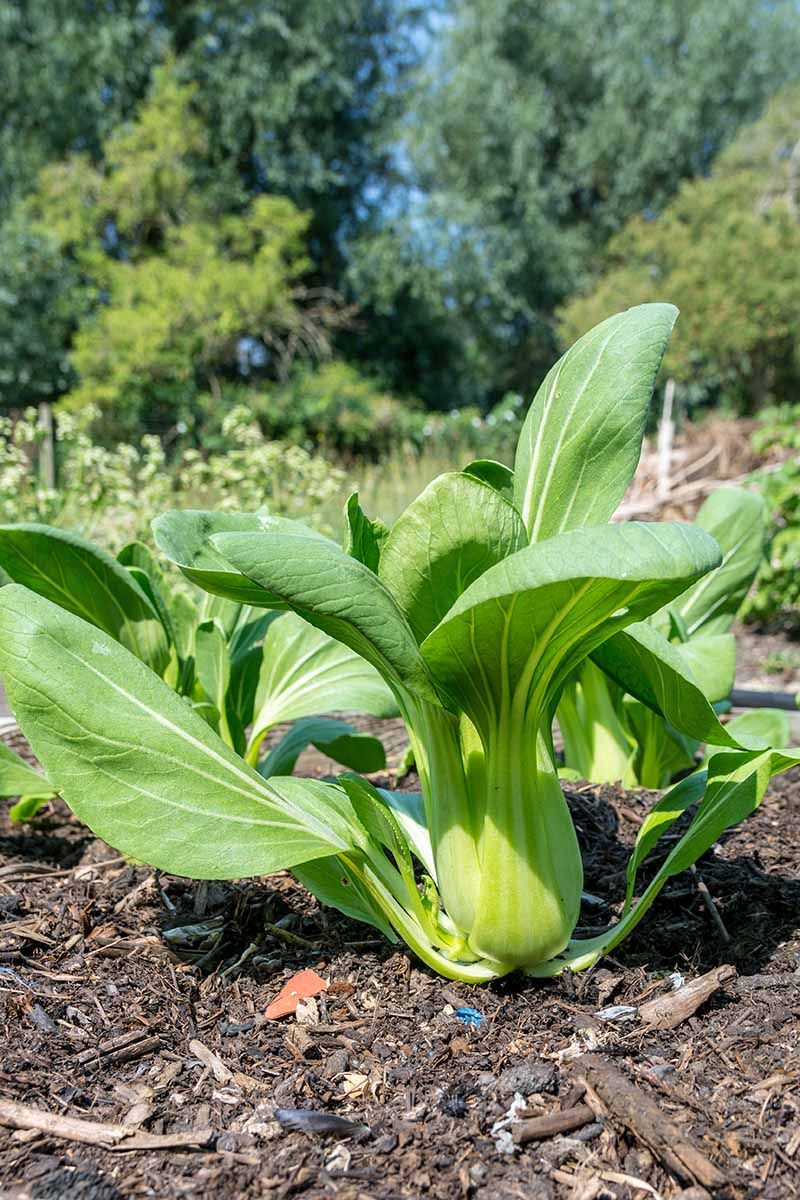 Bok Choy With Delicate Stems