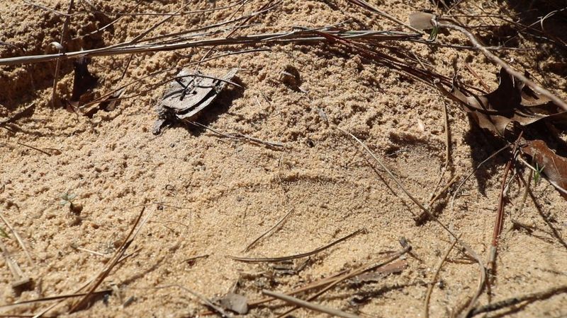 Slither Tracks In Dust Or Mud
