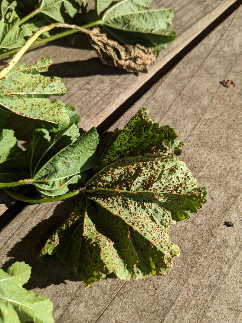 NEVER Compost Infected Plant Material