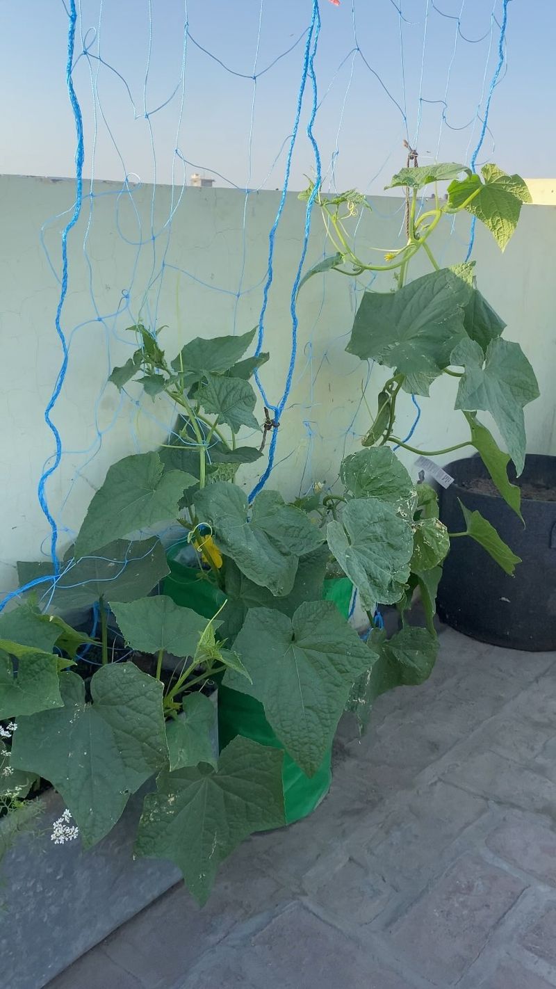 NEVER Use Garden Soil in Containers