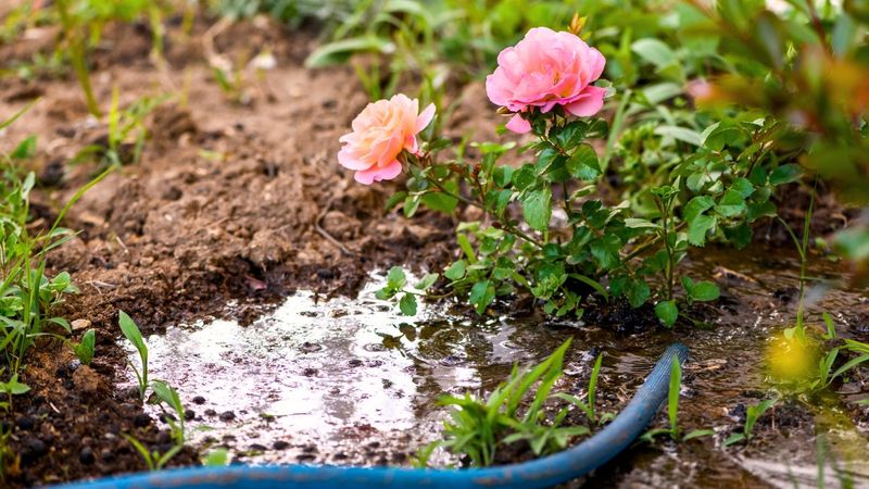 NEVER Overwater Established Plants