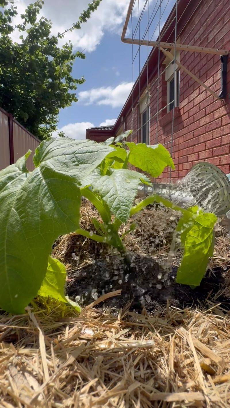 NEVER Ignore Plant Spacing Requirements